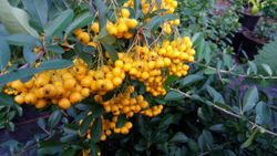 Pyracantha Soleil d'or - Espinho de fogo amarelo