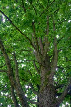 Carvalho de galha andaluz, Quercus canariensis