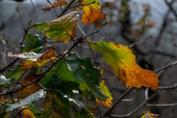 Carvalho de galha andaluz, Quercus canariensis