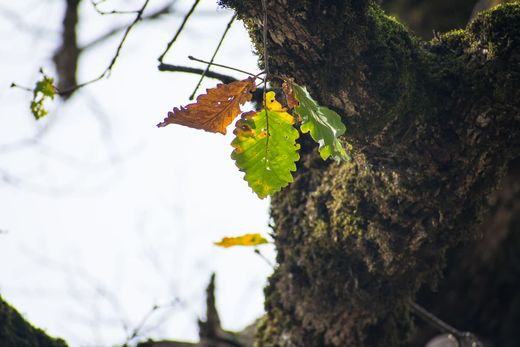 Carvalho de galha andaluz, Quercus canariensis