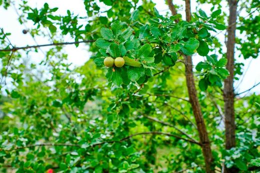 Carvalho, Quercus faginea