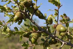 Quejigo, Quercus faginea