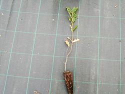Quercus cerris, roble cabelludo