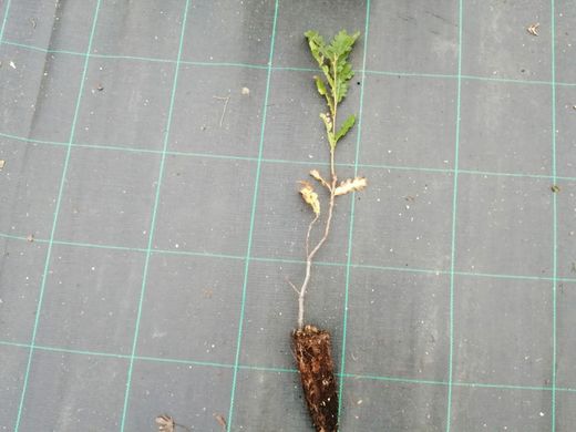 Quercus cerris, roble cabelludo