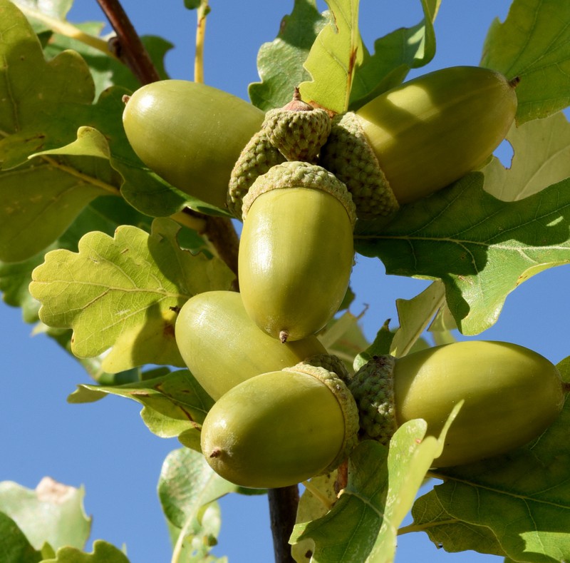 Plantones de roble del país, Quercus robur. Vivero online — Plantamus  Vivero online