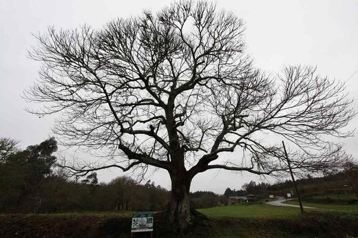 Quercus robur, roble del pais, carballo a raíz desnuda