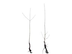 Quercus robur, roble del pais, carballo a raíz desnuda