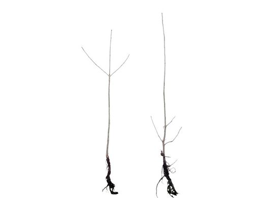 Quercus robur, roble del pais, carballo a raíz desnuda