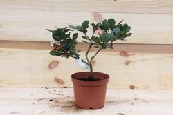 Rhaphiolepis umbellata