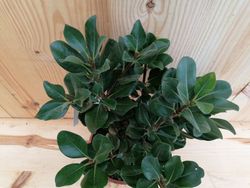 Rhaphiolepis umbellata