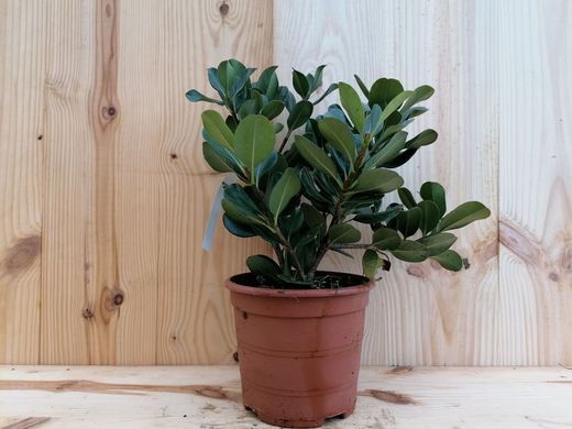 Rhaphiolepis umbellata