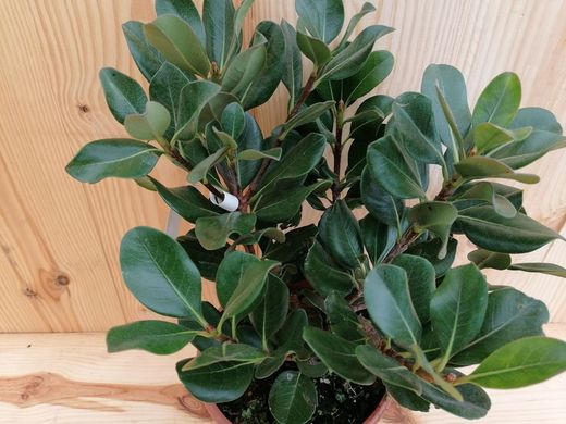 Rhaphiolepis umbellata