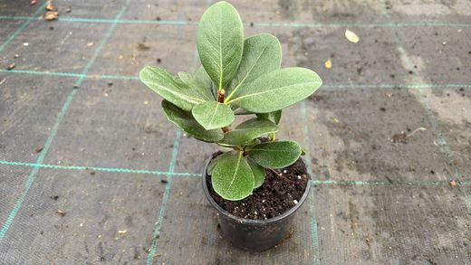 Rhaphiolepis umbellata