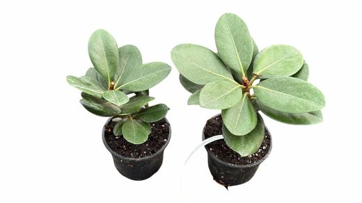 Rhaphiolepis umbellata