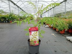 Rhus typhina, sumagre da Virgínia