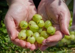Ribes uva crispa Hinnonmaki gold, uva espina