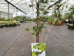 Ribes uva crispa Hinnonmaki gold, uva espina