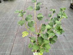 Ribes uva crispa Hinnonmaki gold, uva espina
