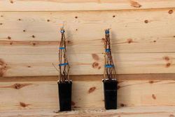 Ribes uva crispa Hinnonmaki gold, uva espina