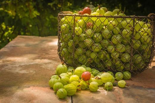 Ribes uva crispa Hinnonmaki gold, uva espina