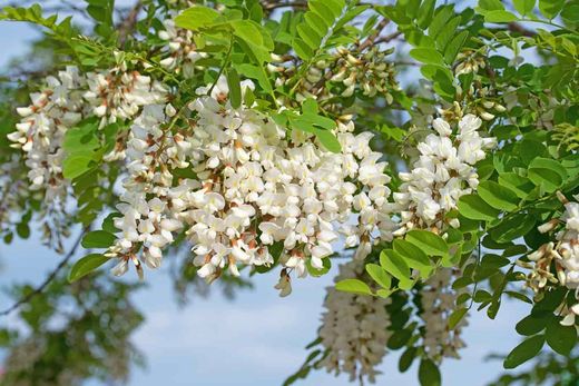 Robinier pseudoacacia