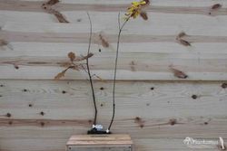 Roble albar, Quercus petraea, roble de rocas