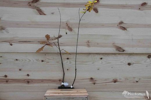 Roble albar, Quercus petraea, roble de rocas