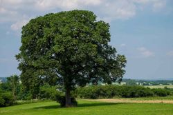 Roble albar, Quercus petraea, roble de rocas