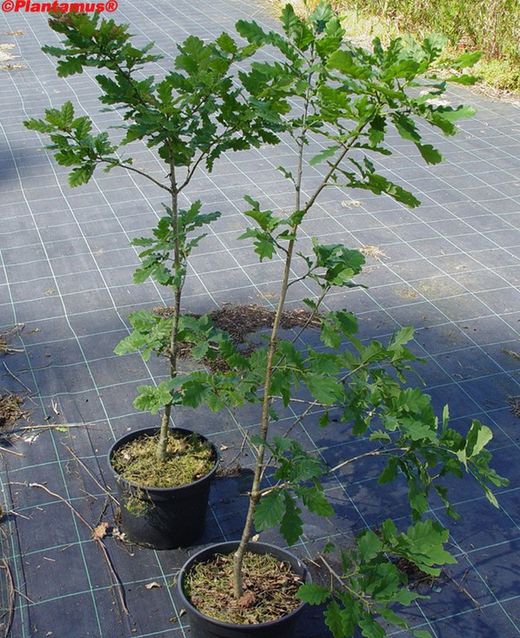 Roble albar, roble de rocas, Quercus petraea.
