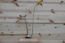 Roble albar, roble de rocas, Quercus petraea.