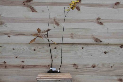 Roble albar, roble de rocas, Quercus petraea.