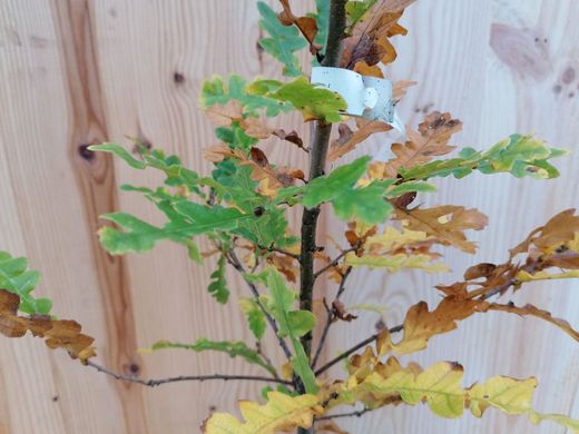 Roble albar, roble de rocas, Quercus petraea.