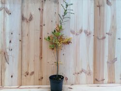 Roble albar, roble de rocas, Quercus petraea.