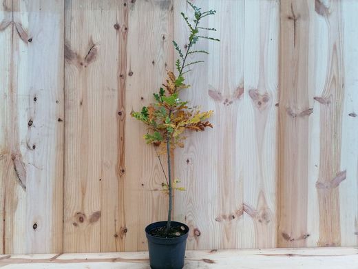 Roble albar, roble de rocas, Quercus petraea.