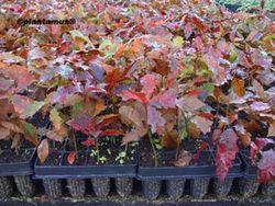 Roble americano, roble rojo en alveolo forestal, Quercus rubra