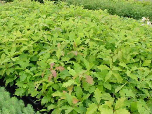 Roble americano, roble rojo en alveolo forestal, Quercus rubra