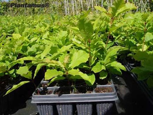 Roble americano, roble rojo en alveolo forestal, Quercus rubra
