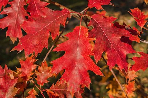 Roble americano, roble rojo, Quercus rubra