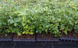 Roble común, carballo, Quercus robur