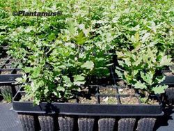 Roble común, carballo, Quercus robur