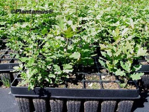 Roble común, carballo, Quercus robur