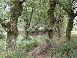 Roble común, carballo, Quercus robur