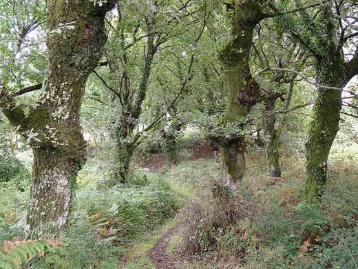 Roble común, carballo, Quercus robur