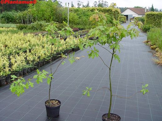 Carvalho do pântano, Quercus palustris.