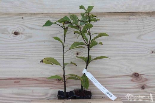 Chêne bleu japonais, Quercus glauca