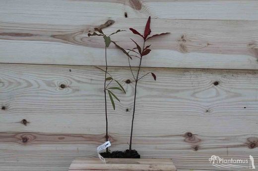 Chêne noir, chêne d'eau, Quercus nigra