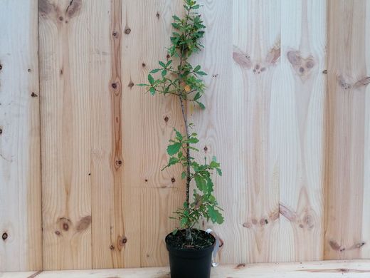 Chêne pubescent, Quercus humilis - Quercus pubescens.