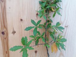 Chêne pubescent, Quercus humilis - Quercus pubescens.