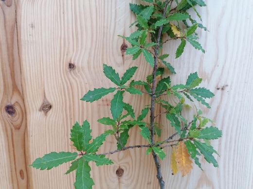 Chêne pubescent, Quercus humilis - Quercus pubescens.