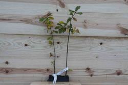 Carvalho felpudo, Quercus humilis - Quercus pubescens.